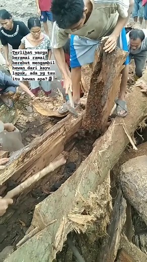 Hewan apa itu cuy? And buat apa? #animals | Robby Nm