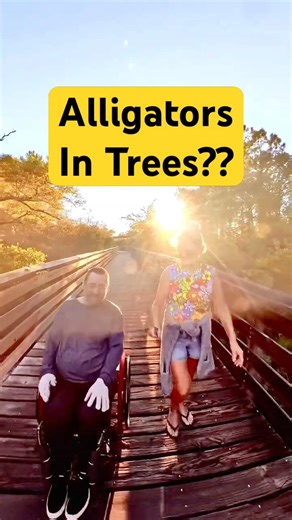 Alligators Climb Pine Trees Now??