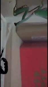 91K views · 388 reactions | scorpion vs mantis #scorpion #insects #foryou #mantis | Insects wars | Facebook