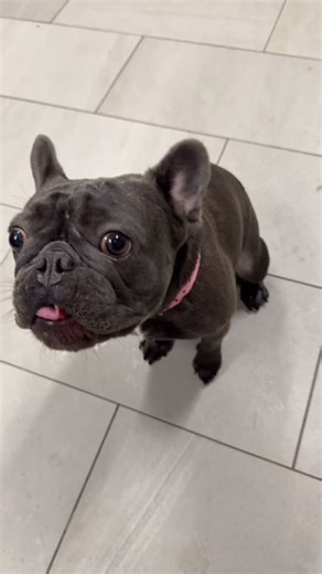 Hocus Pocus, pass the cookies. Something wickedly tasty this way comes! ✨🍪 | K9 Resorts Luxury Pet Hotel - Virginia Beach