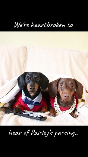 “I am heartbroken and devastated to hear of the passing of my sweet Paisley.. my “girlfriend” of so long, who’s played alongside me in my videos since the very beginning.. one day we’ll see her again.. Rest well, my sweet Paisley..”