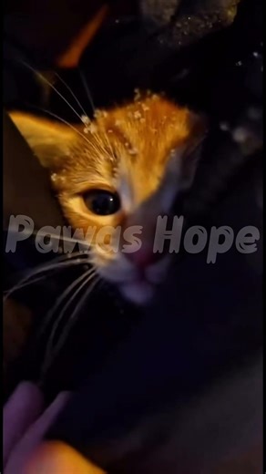 Frozen Kitten Found in Snow ❄️🐱 Man Rescues Just in Time #shorts #cat