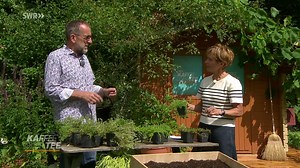 Nie mehr Rasen gießen! Thymian als Rasenersatz