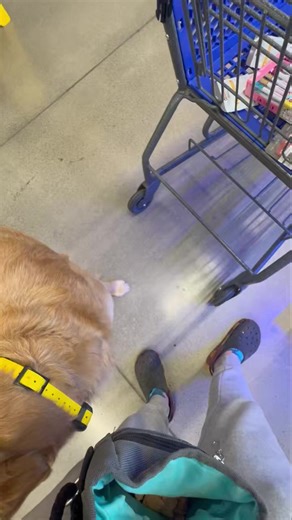 So proud of this boy! Finley has been working hard on his leash walking and his reactivity to others. He is doing so well with his training that I took him along to do my errands at PetSmart! Not only was he the perfect gentleman as I shopped for my things, but we even saw a few dogs, which was also the goal. You can see briefly in the video that he looks over at the other dogs, but then immediately continues with his heel work. The moment after, he immediately looks up to me after I told him he