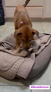 This beautiful still hasn't found her forever 😢 -she is good with dogs and children. -she is housebroken and crate trained -she's at a great age of 4 years old -perfect in the car -loves walking and hiking -loves to cuddle with her people What more can you ask for in a pup? If you're interested in meeting Ginger she will be at the event THIS SATURDAY Johnstons Subaru & Bleu's Adoption Event. In love and don't care who knows it? Apply today by clicking the app below ⬇️ https://docs.google.com/fo
