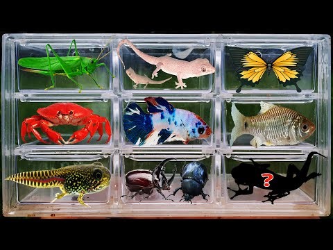 I Catching stranger insects in the countryside, I got betta fish, butterfly, beetle, crab, frog