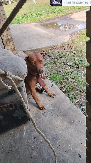 1K views | I breed Colby pit bulls I don't fuck with blues! You heard the lyrics suckas! | Johnny Leeroy | Facebook