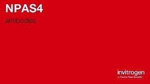 NPAS4 antibodies from Thermo Fisher Scientific