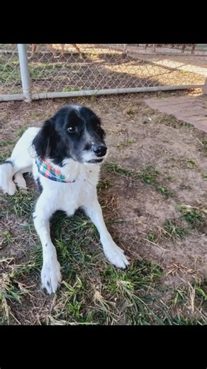 We urgently need a foster home for a sweet senior dog we’re about to pick up from the shelter 🐾. She’s about 7 years old, weighs only around 40 pounds, and has already been through so much 💔. She was surrendered by her owner and was even rejected by another rescue because they said she was “too big” 😢. This gentle girl is timid but incredibly sweet and good with other dogs 🐶. Without a foster, she’ll have to stay in boarding, which we desperately want to avoid 🏠. We also urgently need donat