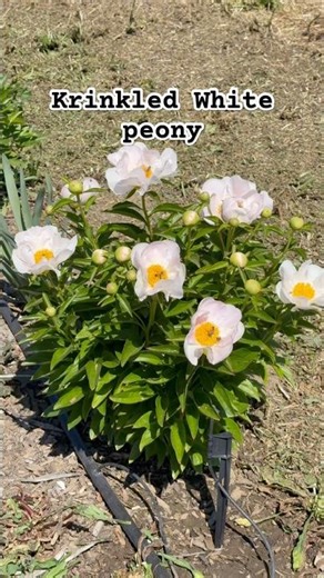 Krinkled White and Command Performance Peonied