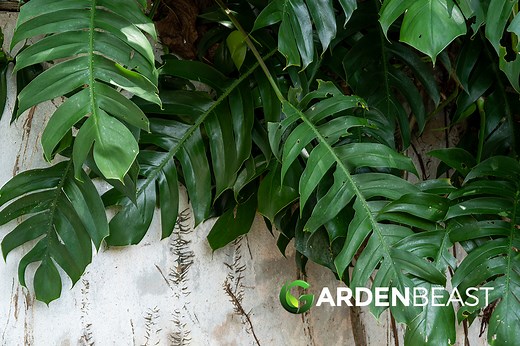 Epipremnum Pinnatum Guide: How to Grow & Care for “Tibatib”