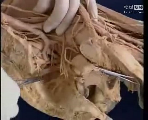 神经系统解剖(周围)