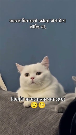বিষয়টা সন্দেহ জনক মনে হচ্ছে🫩 #caption007 #catfunny #catvideos #funny #funnycatvideos #love