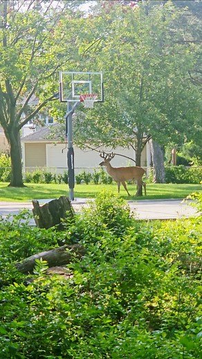 Not a visitor, just a neighbor. Sharing same space, basking in the gifts of #nature #shorts #fyp