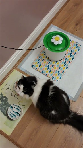 Supper Time Monty 😻🐾🧚‍♀️💖😋