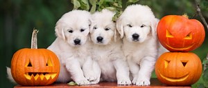 Dogs Eating Pumpkin Seeds: Safe, Dangerous, or Deadly?