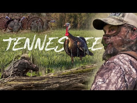 5 Birds on Tennessee Turkey Tour! Waddell Guides NWTF Fundraiser Hunt