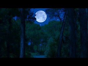 Night Ambient Sounds | Soothing Crickets & Beautiful Night Views | Nature Sleep Sounds