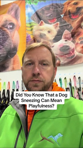 This is a great interaction showing how a dog sneezing means playfulness. If you watch it in correctly in context with what’s happening you will see that in this video it’s actually an invitation for play.