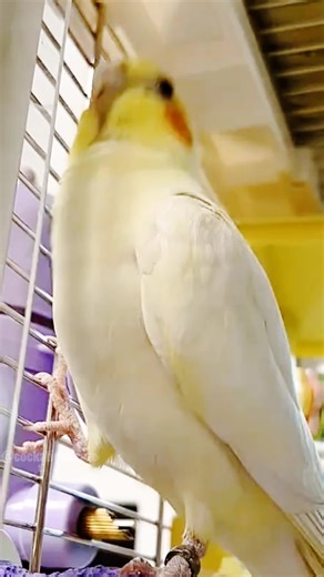 Adorable Cockatiel Jerry's Cute Singing and Dancing Moments 🎶🦜💖#cockatielscraze #birdsinging #cutepets #creatorsearchinsights #birds