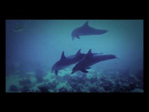 CBeebies Daydreams Little Daydreams: 1. Peaceful Dolphins Documentary