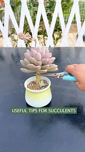 15M views · 33K reactions | Useful tips for succulents 華  My Youtube channel: Succulent Garden #多肉植物 #succulents #succulentlove #多肉#succulentlover #succulentaddict #succulent #succulentobsession #succulentlife #succulentcity #succulentobsessed #succulentcollection #succulover #succulove #succulentaddiction #senda #vuonsenda #reels | Succulents | Facebook