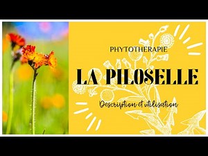 LA PILOSELLE EN PHYTOTHERAPIE - TOUT SAVOIR EN 3 MINUTES