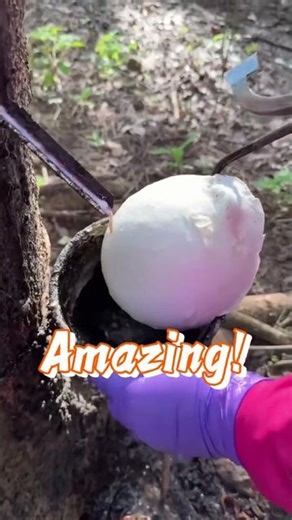 Collection and extraction process of rubber gum