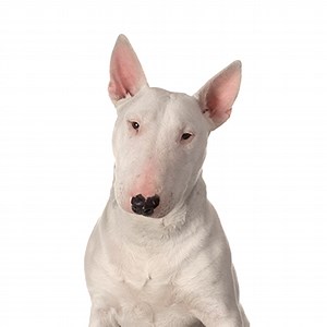 Bull Terrier Puppies - Breed Info - Petland Lake St. Louis & Fenton, MO