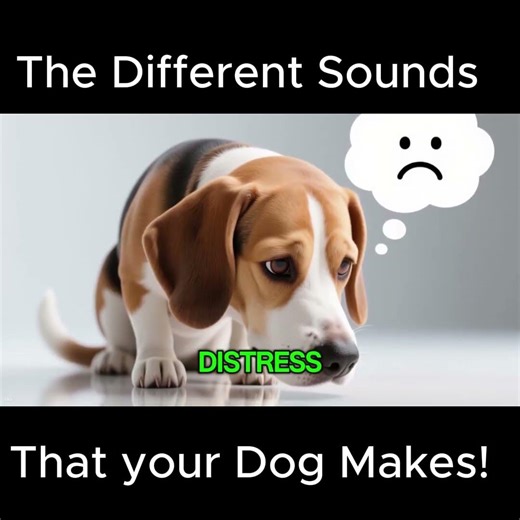 Rating the 4 Different Sounds your Dog Makes