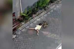 Wild video shows monkey on scooter trying to kidnap toddler