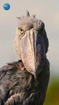 4 Strangest Animals on Earth That Look Completely Unreal