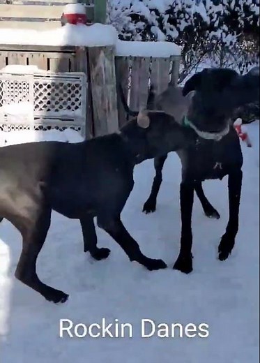 AKC Champion Great Dane Pups! 9 weeks #cutepuppies #puppy #cutepuppy #cuteanimal #puppy #tiktok