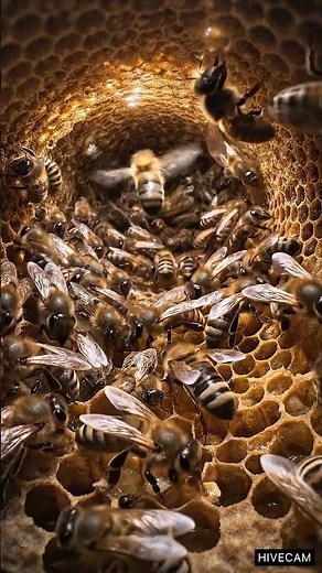 HIVE CAM // LIVE FEED