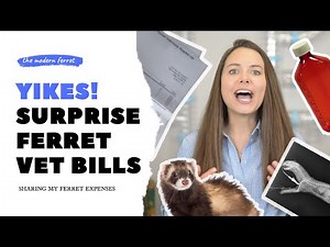 True Cost Of Ferrets: How Much I Spent At The Vet $$$