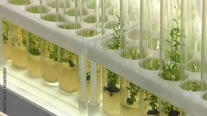 Laboratory of microclonal reproduction. "In vitro" micro-breeding technology. Reproduction using biotechnological methods of fruit, berry and ornamental plants. Agar nutrient medium.