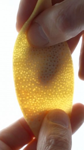 How to make grapefruit peel powder. This recipe is available on our @gronda profile “Martin Lippo”. #vakuum #vakuumlippo #martinlippo #grapefruit #recipe #gronda #chefschool #fruitrecipes | Chef Martin Lippo