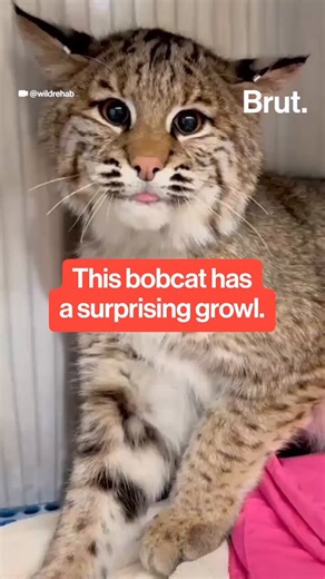 Лина 😈 commissions open (@LinaSwalaf) on X