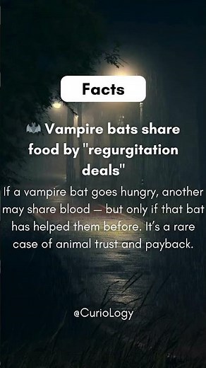 Vampire Bats That Share Blood?! | Wild Animal Behavior Explained