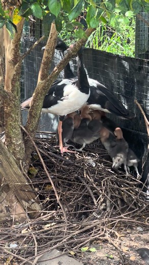 Magpie goose #goose #birds #nest #waterfowl