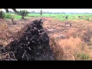 A local farmer uses the slash-and-burn method