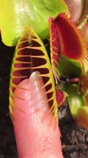 CARNIVOROUS PLANT eating different insects and my finger #plants #animals #terrarium #nature