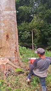 3K reactions · 91 shares | Pohon banyak getahnya tp empuk..  Salam satu #profesi #operator #pemula #chainsaw #stihl #germany #seluruhdunia #semuaorang #pengikut #reels #vod #timur #Indonesia #MalukuUtara | Muhammad Ali Ai | Facebook