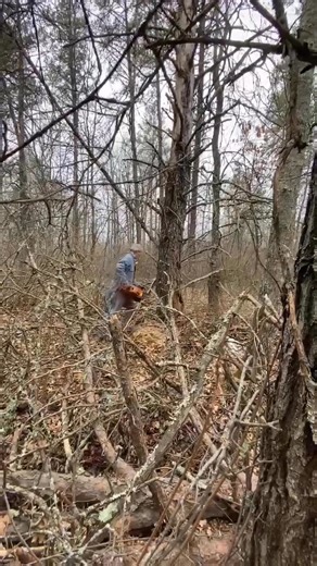 Cutting dead trees 🌲 #chainsawman #chainsaw #cuttingtree #cuttingskills #firewood #cuttingwood #firewood #woodwork #woodwork #countryliving #country #countrylife | Marcel Gopeteo