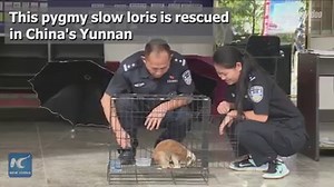 33K views · 920 reactions | A pygmy slow loris, a kind of rare nocturnal primate with large eyes, has been rescued in southwest China's Yunnan Province. | China Xinhua News | Facebook