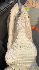 He was still swimming in his dreams!! 🐊🔥 #gatorhunting #alligator #publicland #publiclandhunting #fyp #guidedhunts #guidelife #caughtslipping #hegone #cantstopwontstop | Swamp Addict Outdoors