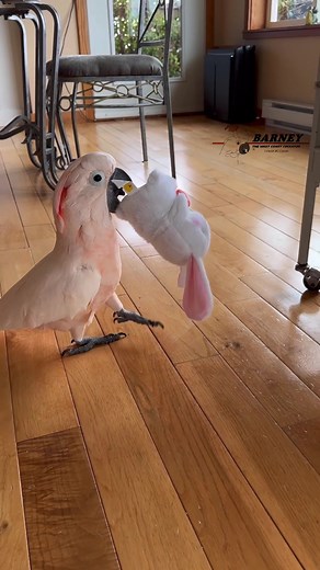Barney got a new Bunny Toy! 🐰🦖😃 #barneythewestcoastcockatoo #bunny #toy