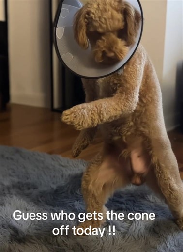Cockapoos and Their Cone Adventures: A Heartwarming Story