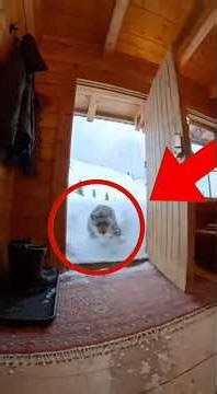 A Wild Journey Through the Mountains 🏔️🐆