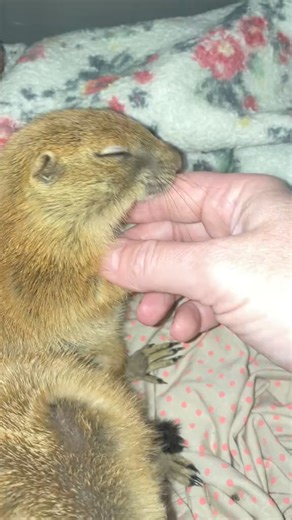 29 reactions | Baby prairie dogs. Been with me less than 24hrs wnd already so cuddly. #prairiedog #prairiedogs #prairiedogsoftiktok #animalsoftiktok #animals #prairiedoglove #prairiedogpups #prairiedogpuppy | Prairie Dog | Facebook